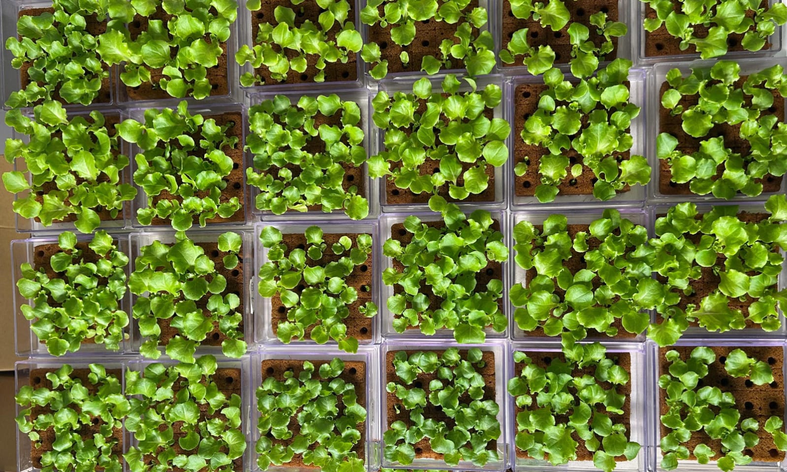 imagem potinhos com alfaces